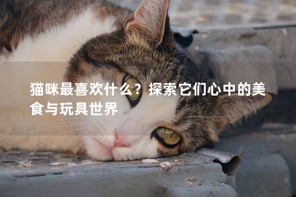 猫咪最喜欢什么？探索它们心中的美食与玩具世界