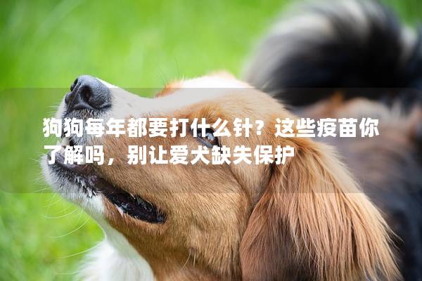 狗狗每年都要打什么针？这些疫苗你了解吗，别让爱犬缺失保护