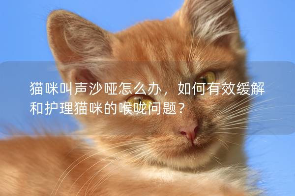 猫咪叫声沙哑怎么办，如何有效缓解和护理猫咪的喉咙问题？