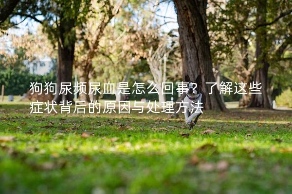 狗狗尿频尿血是怎么回事？了解这些症状背后的原因与处理方法