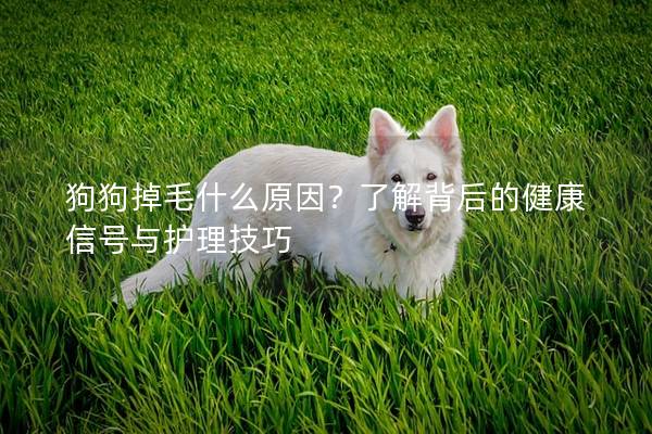 狗狗掉毛什么原因？了解背后的健康信号与护理技巧