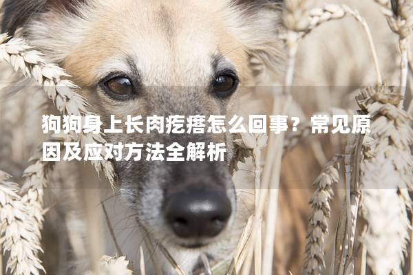 狗狗身上长肉疙瘩怎么回事？常见原因及应对方法全解析