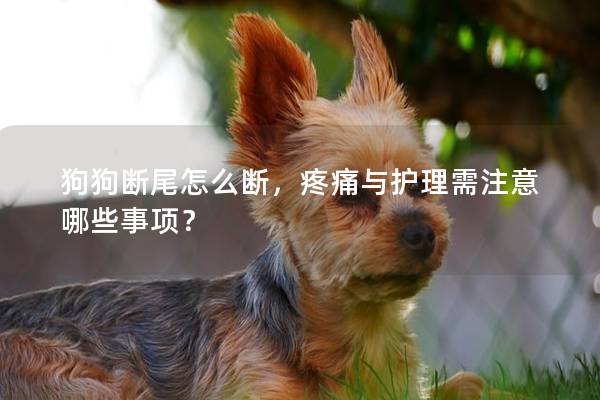 狗狗断尾怎么断，疼痛与护理需注意哪些事项？