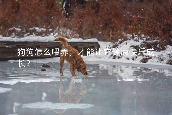 狗狗怎么喂养，才能让它健康快乐成长？
