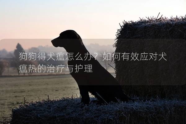 狗狗得犬瘟怎么办？如何有效应对犬瘟热的治疗与护理