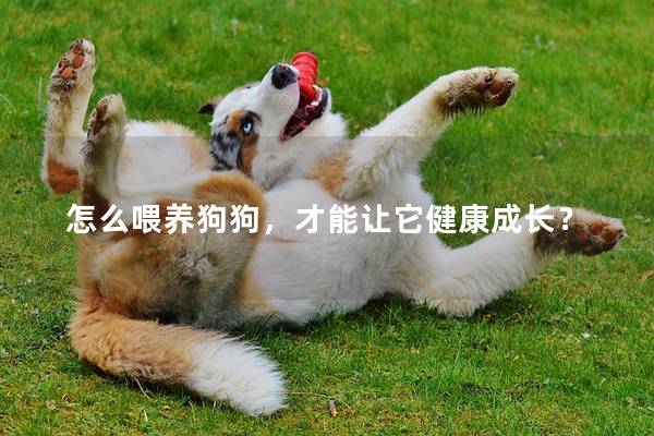 怎么喂养狗狗，才能让它健康成长？