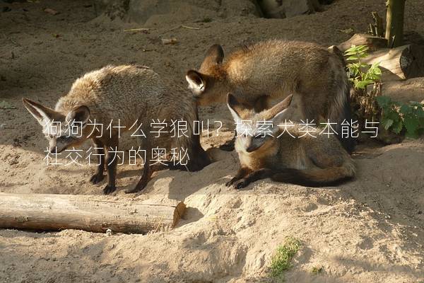 狗狗为什么学狼叫？探索犬类本能与社交行为的奥秘
