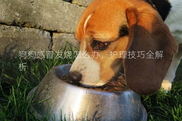 狗狗感冒发烧怎么办，护理技巧全解析