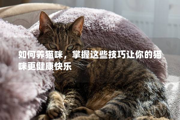 如何养猫咪，掌握这些技巧让你的猫咪更健康快乐