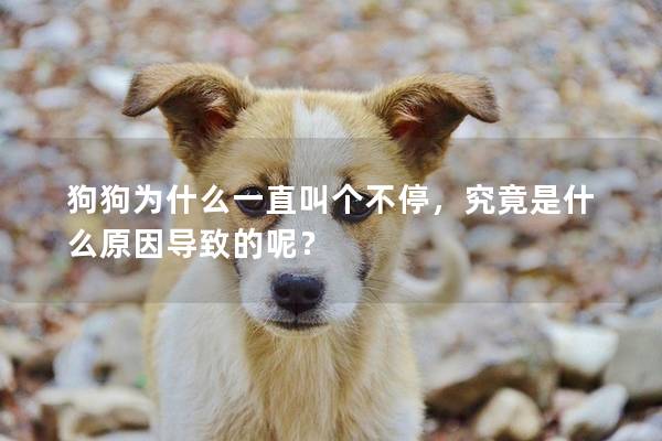 狗狗为什么一直叫个不停，究竟是什么原因导致的呢？