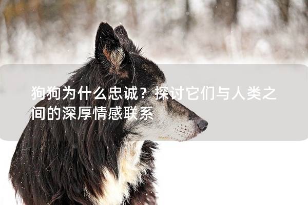 狗狗为什么忠诚？探讨它们与人类之间的深厚情感联系