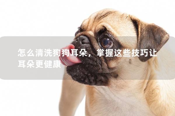怎么清洗狗狗耳朵，掌握这些技巧让耳朵更健康