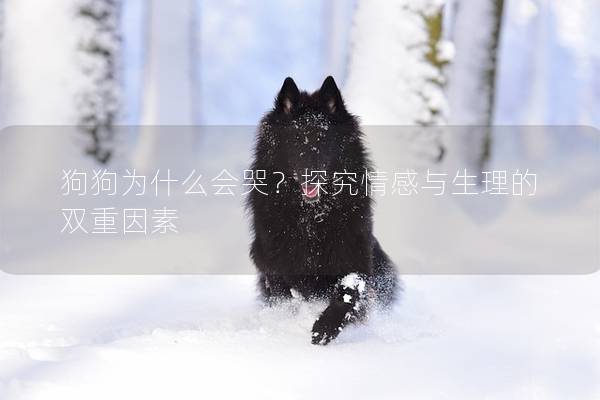 狗狗为什么会哭？探究情感与生理的双重因素