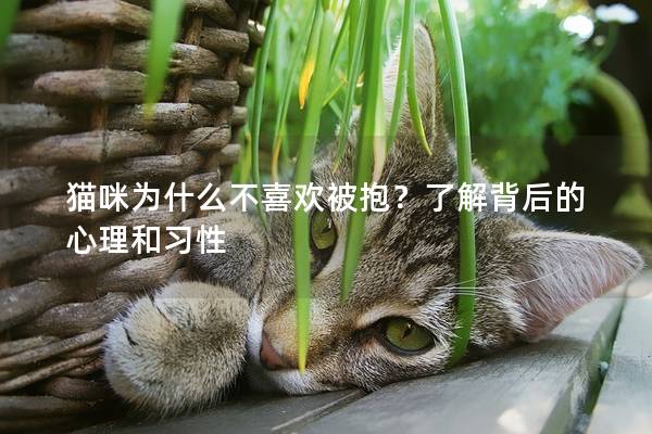 猫咪为什么不喜欢被抱？了解背后的心理和习性