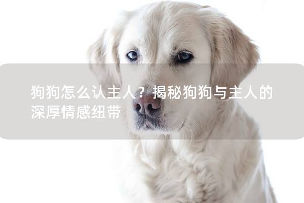 狗狗怎么认主人？揭秘狗狗与主人的深厚情感纽带