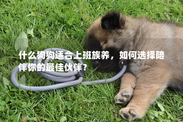 什么狗狗适合上班族养，如何选择陪伴你的最佳伙伴？