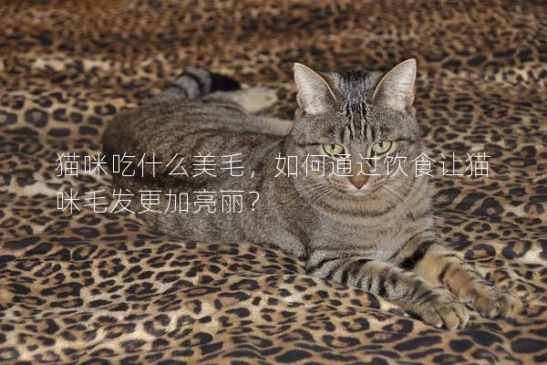 猫咪吃什么美毛，如何通过饮食让猫咪毛发更加亮丽？