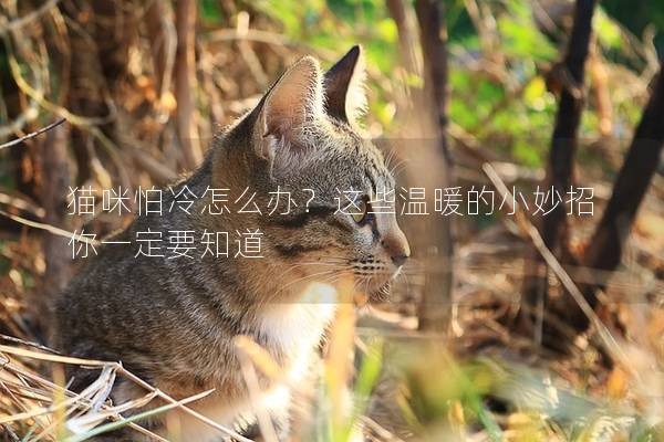猫咪怕冷怎么办？这些温暖的小妙招你一定要知道