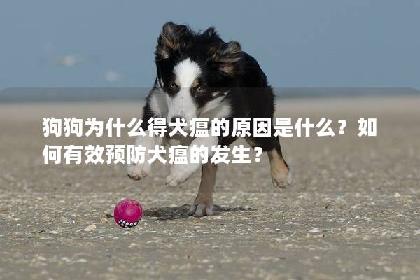 狗狗为什么得犬瘟的原因是什么？如何有效预防犬瘟的发生？