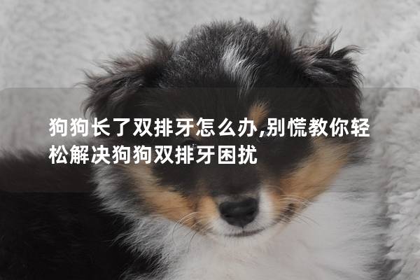狗狗长了双排牙怎么办,别慌教你轻松解决狗狗双排牙困扰