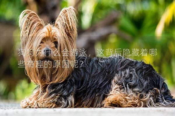 狗狗为什么会游泳，这背后隐藏着哪些有趣的原因呢？
