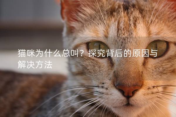 猫咪为什么总叫？探究背后的原因与解决方法