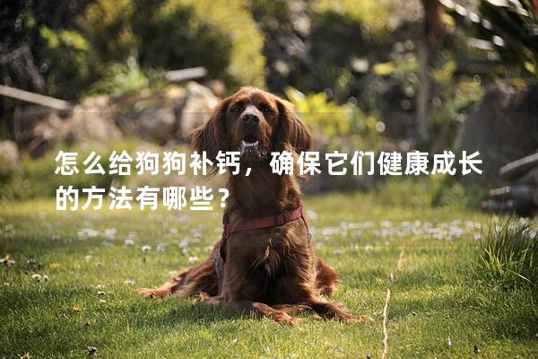 怎么给狗狗补钙，确保它们健康成长的方法有哪些？