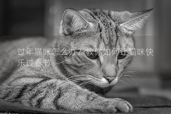过年猫咪怎么办？教你如何让猫咪快乐过春节