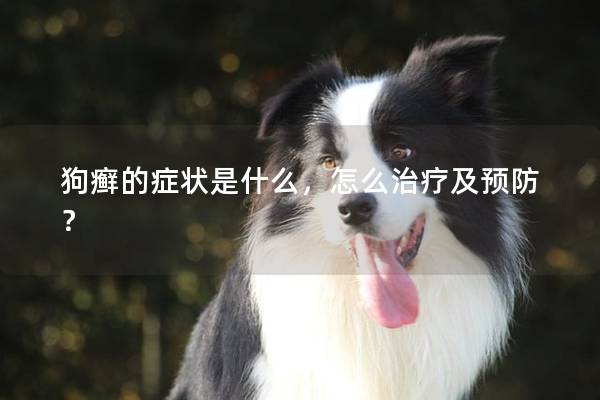 狗癣的症状是什么，怎么治疗及预防？