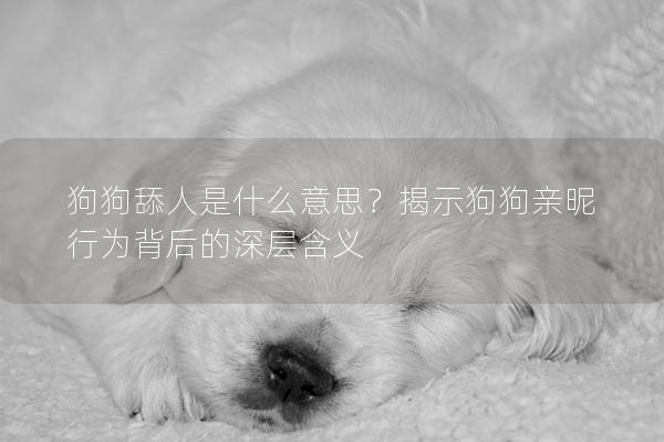 狗狗舔人是什么意思？揭示狗狗亲昵行为背后的深层含义