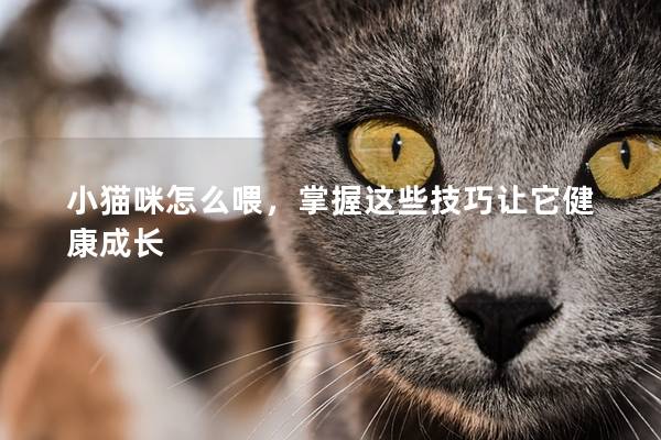 小猫咪怎么喂，掌握这些技巧让它健康成长