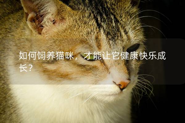 如何饲养猫咪，才能让它健康快乐成长？