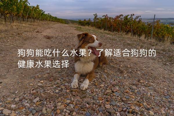狗狗能吃什么水果？了解适合狗狗的健康水果选择