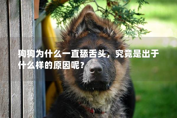 狗狗为什么一直舔舌头，究竟是出于什么样的原因呢？