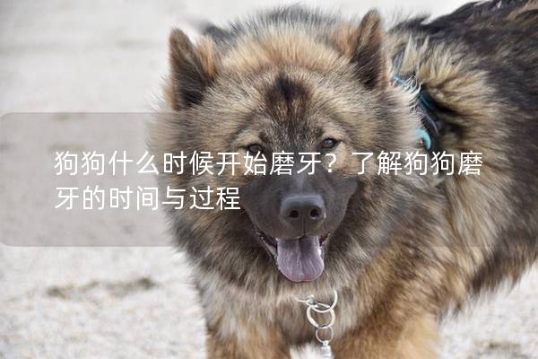 狗狗什么时候开始磨牙？了解狗狗磨牙的时间与过程
