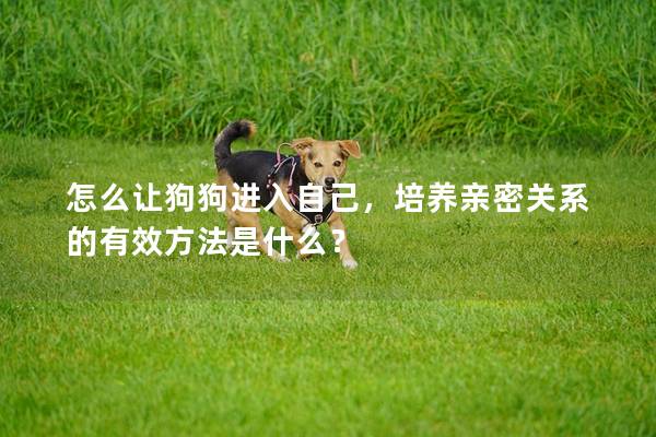 怎么让狗狗进入自己，培养亲密关系的有效方法是什么？