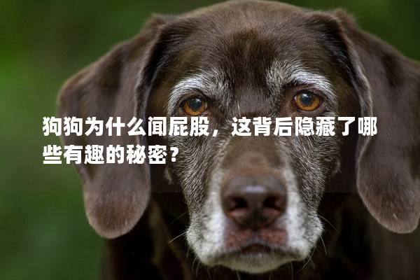 狗狗为什么闻屁股，这背后隐藏了哪些有趣的秘密？