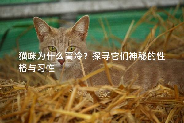 猫咪为什么高冷？探寻它们神秘的性格与习性