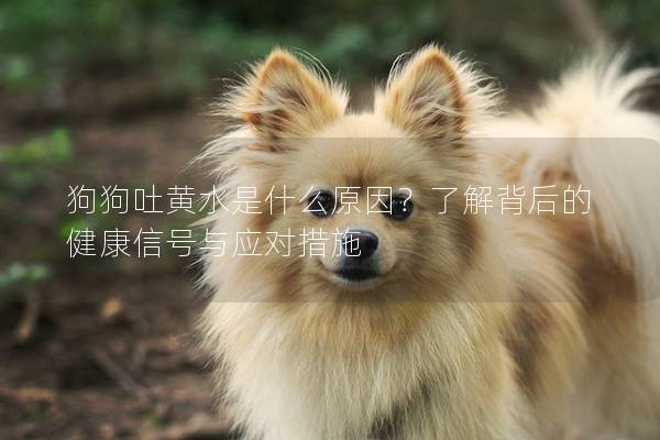 狗狗吐黄水是什么原因？了解背后的健康信号与应对措施