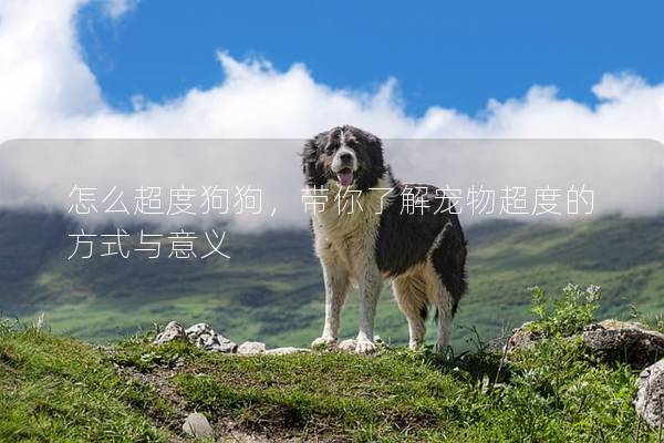 怎么超度狗狗，带你了解宠物超度的方式与意义