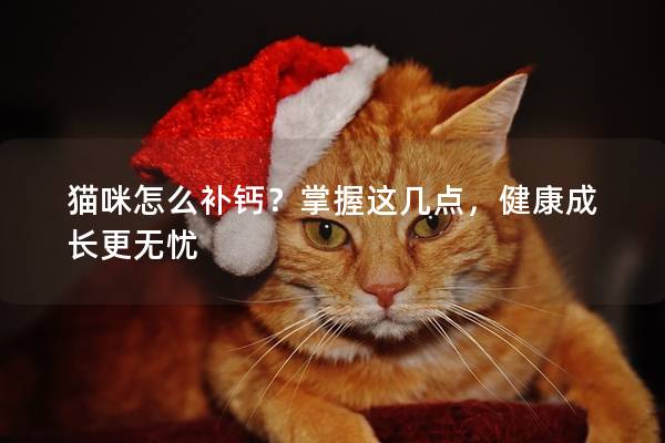猫咪怎么补钙？掌握这几点，健康成长更无忧