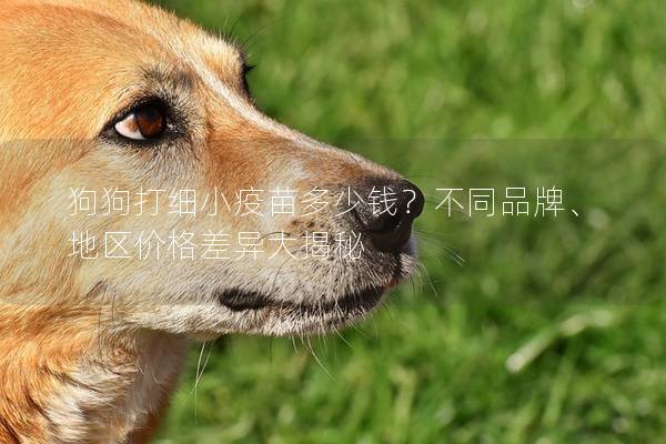 狗狗打细小疫苗多少钱？不同品牌、地区价格差异大揭秘
