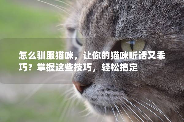 怎么驯服猫咪，让你的猫咪听话又乖巧？掌握这些技巧，轻松搞定