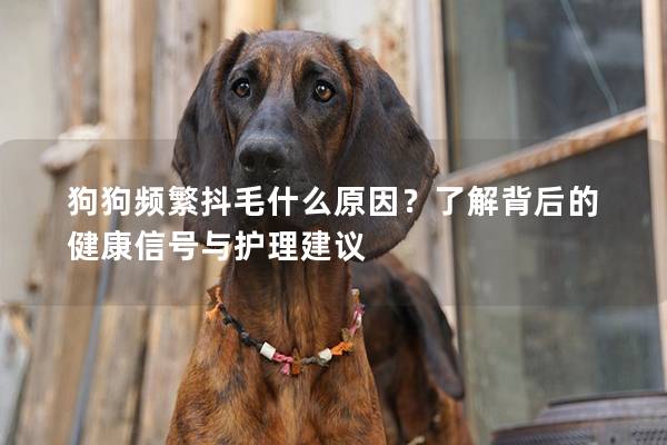 狗狗频繁抖毛什么原因？了解背后的健康信号与护理建议