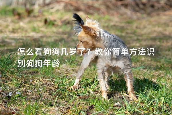 怎么看狗狗几岁了？教你简单方法识别狗狗年龄