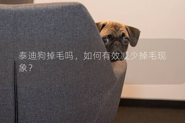泰迪狗掉毛吗，如何有效减少掉毛现象？