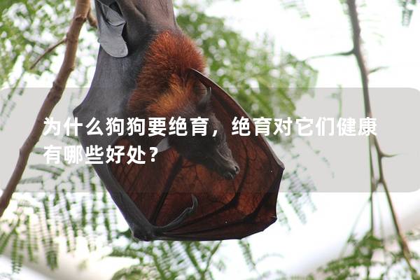 为什么狗狗要绝育，绝育对它们健康有哪些好处？