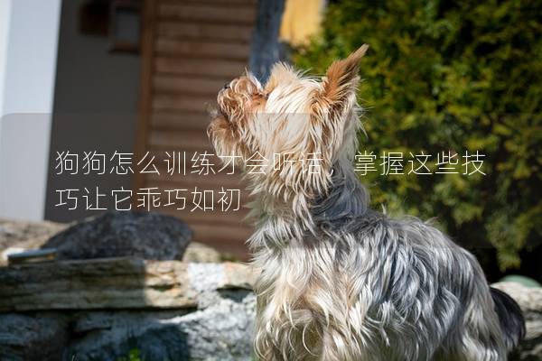 狗狗怎么训练才会听话，掌握这些技巧让它乖巧如初