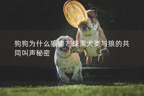 狗狗为什么狼嚎？探索犬类与狼的共同叫声秘密