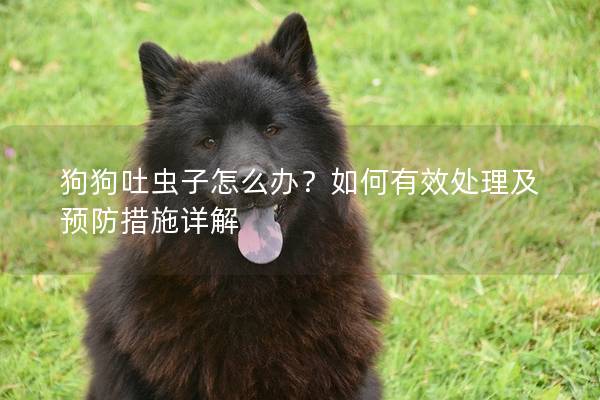 狗狗吐虫子怎么办？如何有效处理及预防措施详解